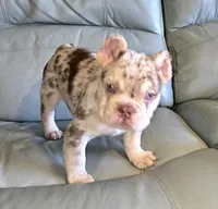 Spanky , a male French Bulldog for sale in Wetumpka, AL – Photo 2 of 10