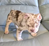 Spanky , a male French Bulldog for sale in Wetumpka, AL – Photo 3 of 10