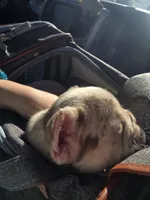 Spanky , a male French Bulldog for sale in Wetumpka, AL – Photo 7 of 10