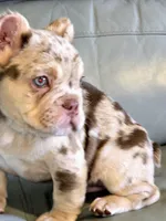 Spanky , a male French Bulldog for sale in Wetumpka, AL – Photo 1 of 10