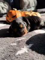 hershey, a male Cavalier King Charles Spaniel for sale in Kelso, WA – 4 of 8