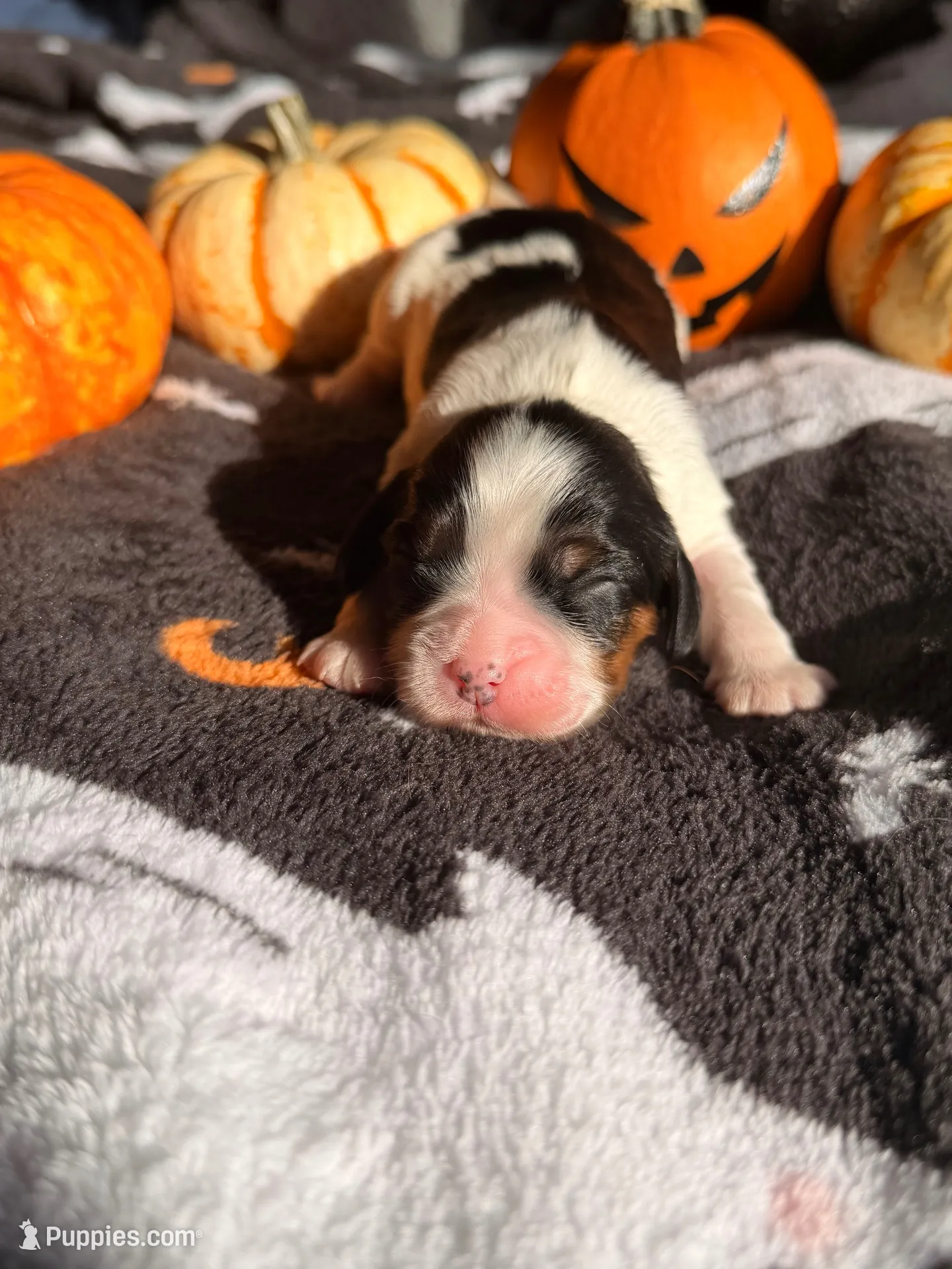Cookies and creme, a female Cavalier King Charles Spaniel for sale in Kelso, WA – 1 of 6