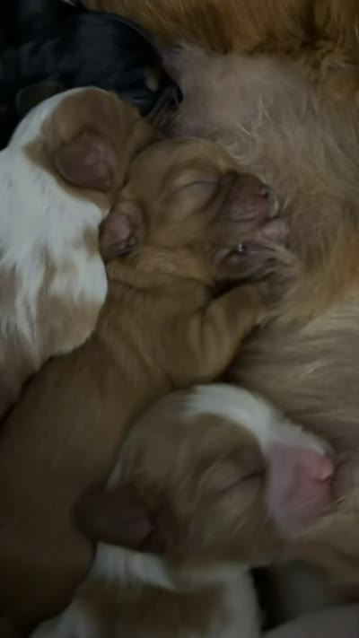 Twix, a female Cavalier King Charles Spaniel for sale in Kelso, WA – 8 of 8