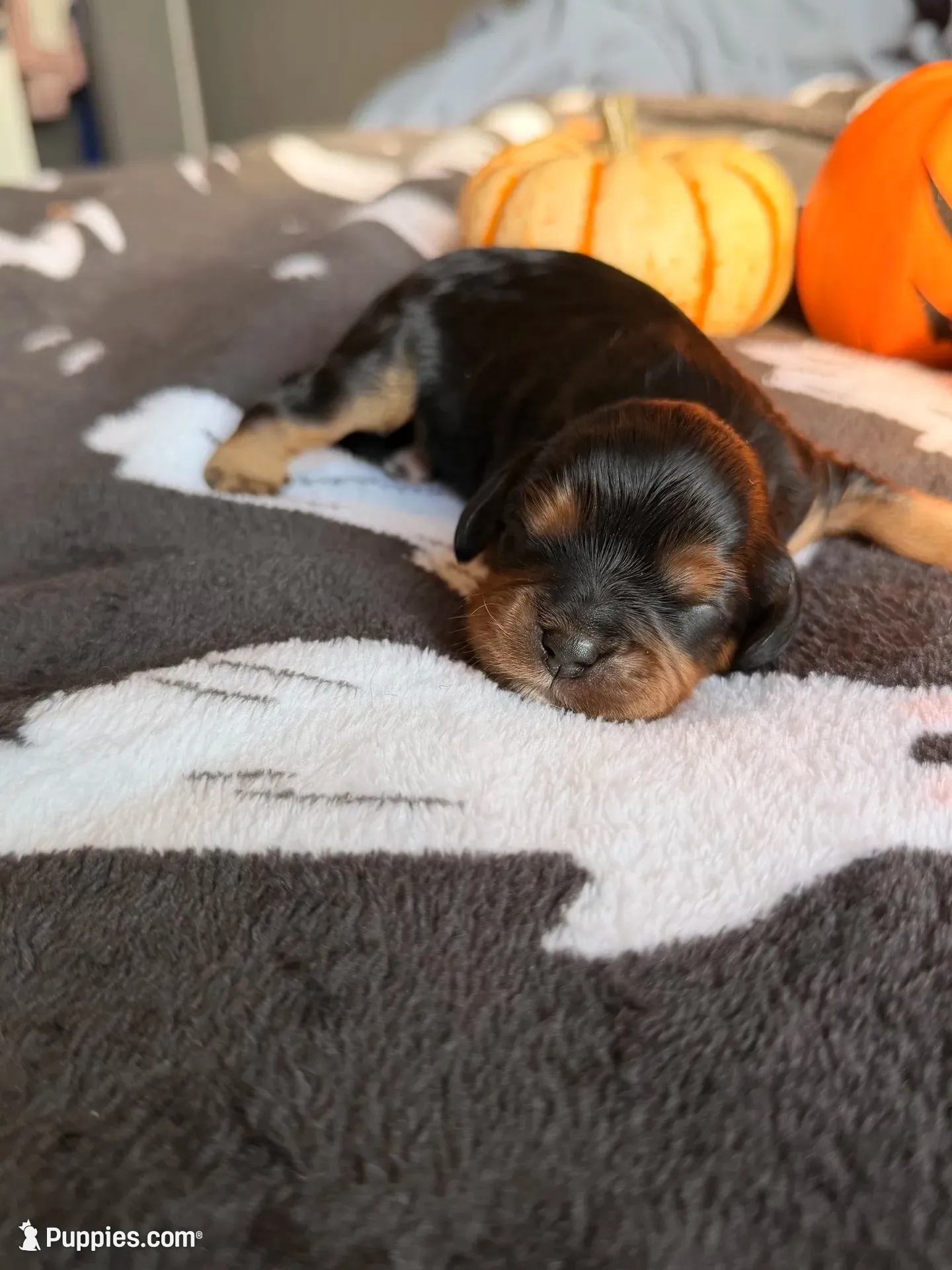 hershey, a male Cavalier King Charles Spaniel for sale in Kelso, WA – 1 of 8