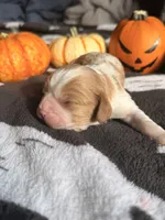 Butterfinger, a male Cavalier King Charles Spaniel for sale in Kelso, WA – 6 of 6