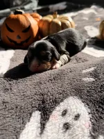 Milky way, a female Cavalier King Charles Spaniel for sale in Kelso, WA – 3 of 7