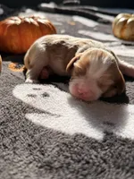 Butterfinger, a male Cavalier King Charles Spaniel for sale in Kelso, WA – 5 of 6