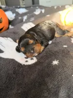 hershey, a male Cavalier King Charles Spaniel for sale in Kelso, WA – 2 of 8