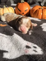 Butterfinger, a male Cavalier King Charles Spaniel for sale in Kelso, WA – 1 of 6