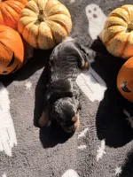 hershey, a male Cavalier King Charles Spaniel for sale in Kelso, WA – 5 of 8