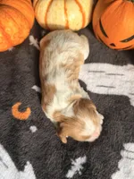 Butterfinger, a male Cavalier King Charles Spaniel for sale in Kelso, WA – 3 of 6
