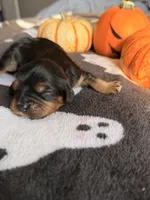 hershey, a male Cavalier King Charles Spaniel for sale in Kelso, WA – 7 of 8