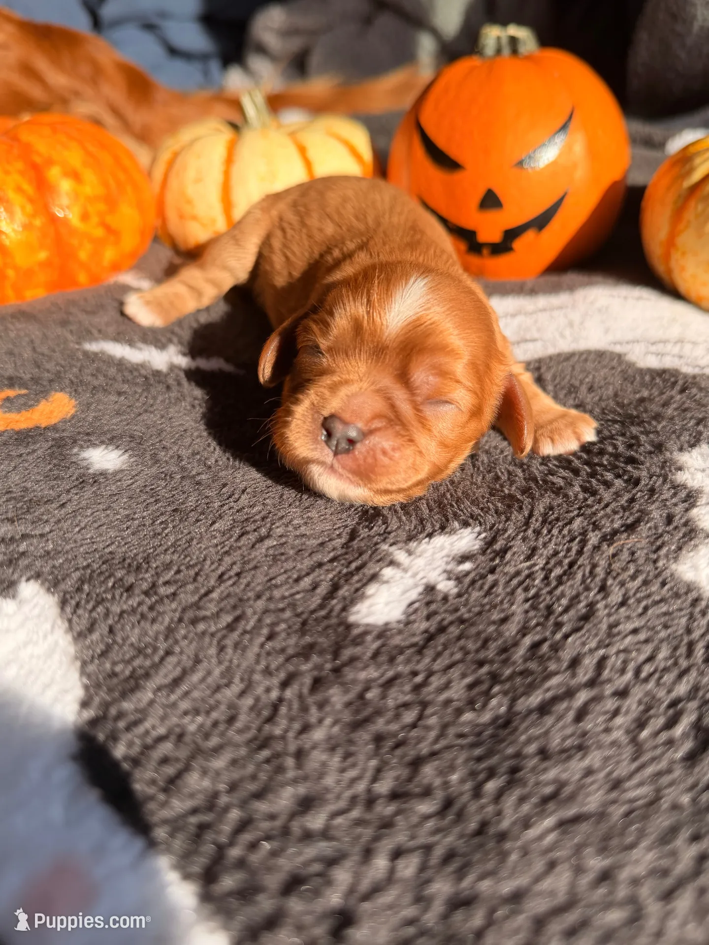 Twix, a female Cavalier King Charles Spaniel for sale in Kelso, WA – 1 of 8