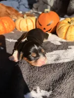 Milky way, a female Cavalier King Charles Spaniel for sale in Kelso, WA – 7 of 7