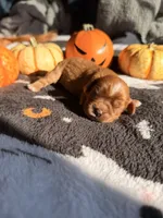 Twix, a female Cavalier King Charles Spaniel for sale in Kelso, WA – 6 of 8