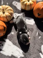 Milky way, a female Cavalier King Charles Spaniel for sale in Kelso, WA – 4 of 7