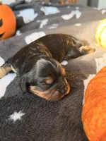 hershey, a male Cavalier King Charles Spaniel for sale in Kelso, WA – 8 of 8