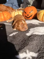 Twix, a female Cavalier King Charles Spaniel for sale in Kelso, WA – 5 of 8
