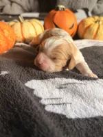 Butterfinger, a male Cavalier King Charles Spaniel for sale in Kelso, WA – 4 of 6