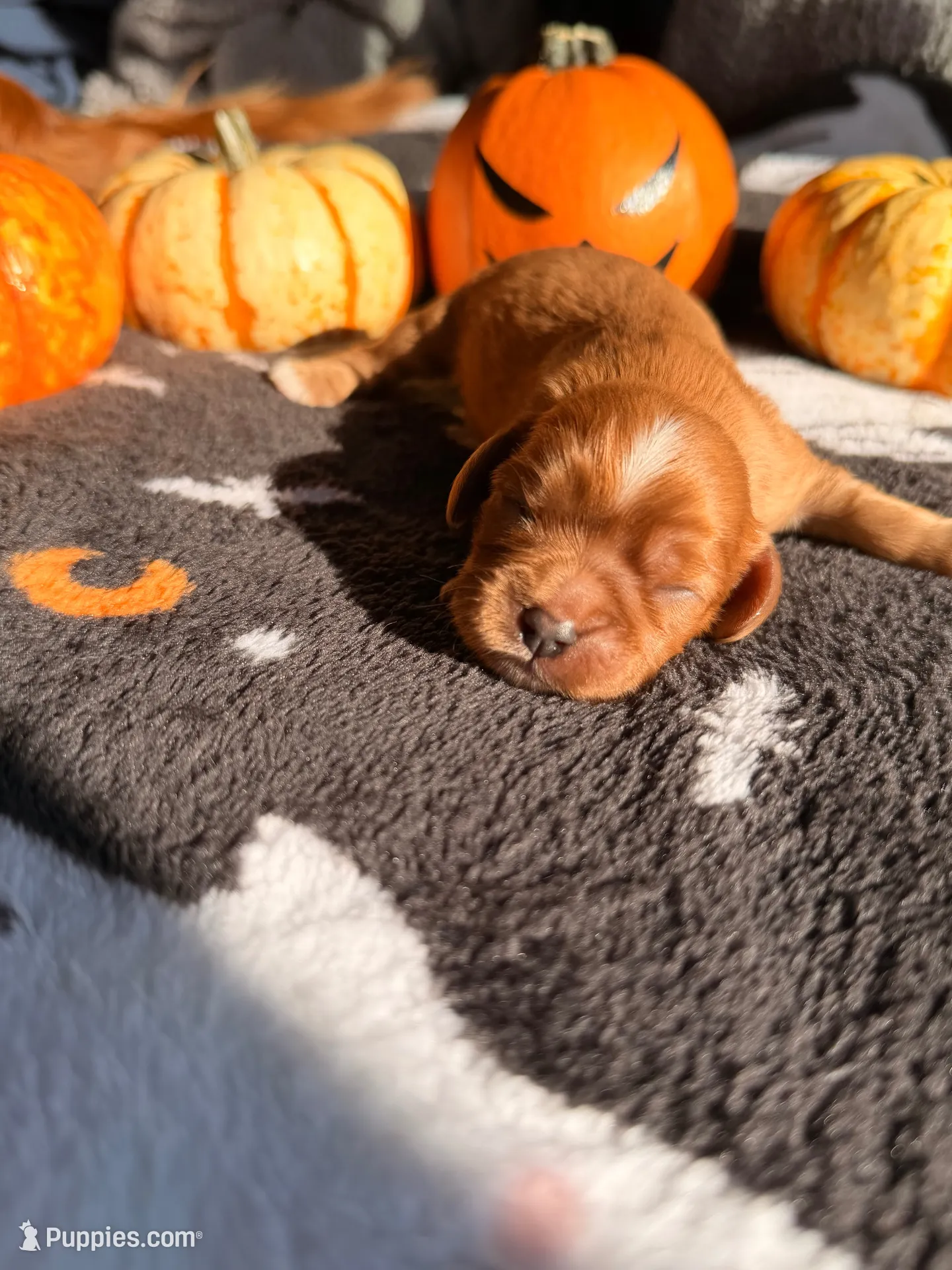 Twix, a female Cavalier King Charles Spaniel for sale in Kelso, WA – 2 of 8