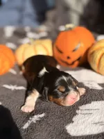 Milky way, a female Cavalier King Charles Spaniel for sale in Kelso, WA – 6 of 7