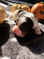 Cookies and creme, a female Cavalier King Charles Spaniel for sale in Kelso, WA – 2 of 6