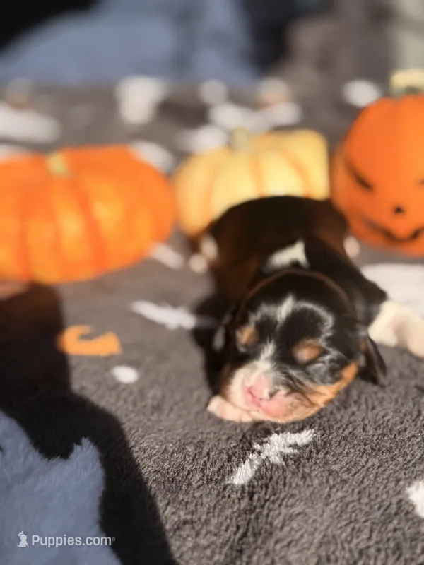 Milky way, a female Cavalier King Charles Spaniel for sale in Kelso, WA – 1 of 7