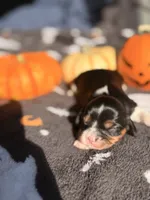 Milky way, a female Cavalier King Charles Spaniel for sale in Kelso, WA – 1 of 7