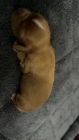 Twix, a female Cavalier King Charles Spaniel for sale in Kelso, WA – 3 of 8