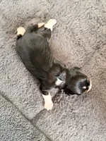 Milky way, a female Cavalier King Charles Spaniel for sale in Kelso, WA – 5 of 7