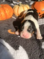 Cookies and creme, a female Cavalier King Charles Spaniel for sale in Kelso, WA – 5 of 6