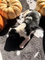 Cookies and creme, a female Cavalier King Charles Spaniel for sale in Kelso, WA – 3 of 6