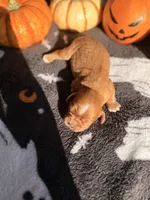 Twix, a female Cavalier King Charles Spaniel for sale in Kelso, WA – 4 of 8