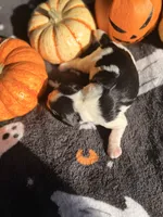Cookies and creme, a female Cavalier King Charles Spaniel for sale in Kelso, WA – 4 of 6