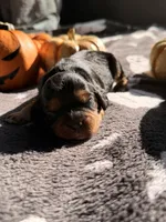 hershey, a male Cavalier King Charles Spaniel for sale in Kelso, WA – 6 of 8