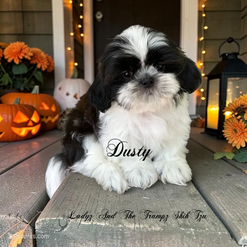 Dusty – Shih Tzu puppy for sale in Topping, VA