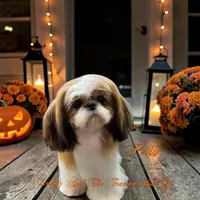 Drew, a male Shih Tzu for sale in Topping, VA – 4 of 4