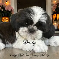 Dusty, a male Shih Tzu for sale in Topping, VA – 3 of 5
