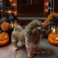 Dusty, a male Shih Tzu for sale in Topping, VA – 4 of 5