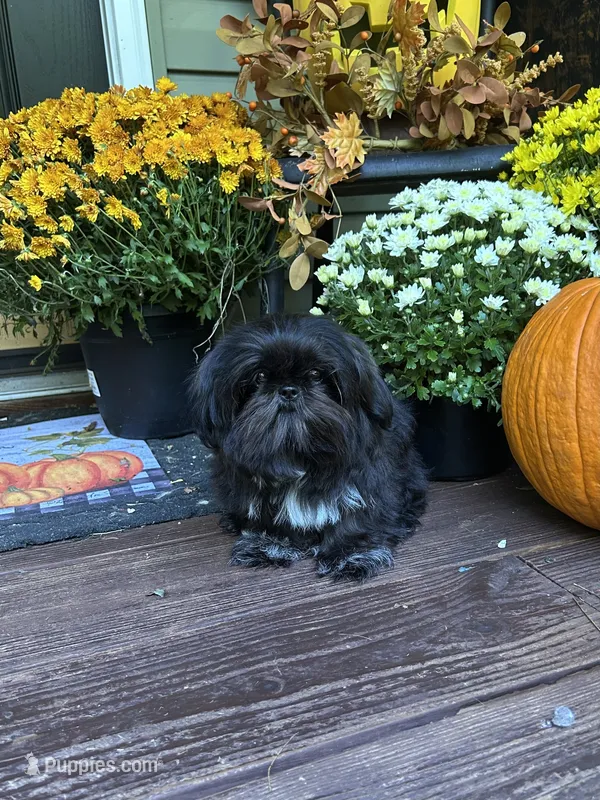 Drew – Shih Tzu puppy for sale in Topping, VA
