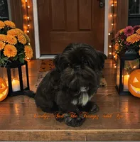 Drew, a male Shih Tzu for sale in Topping, VA – 2 of 4