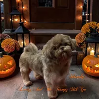Drew, a male Shih Tzu for sale in Topping, VA – 3 of 4
