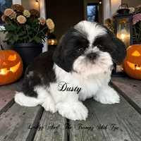 Dusty, a male Shih Tzu for sale in Topping, VA – 2 of 5