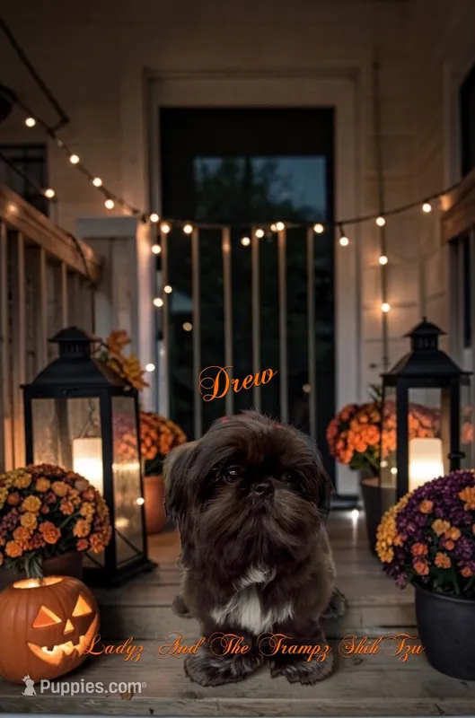 Drew – Shih Tzu puppy for sale in Topping, VA
