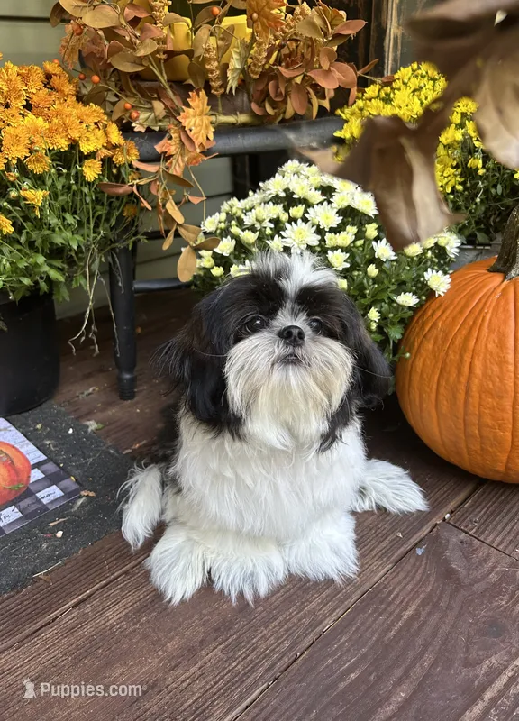 Dusty – Shih Tzu puppy for sale in Topping, VA