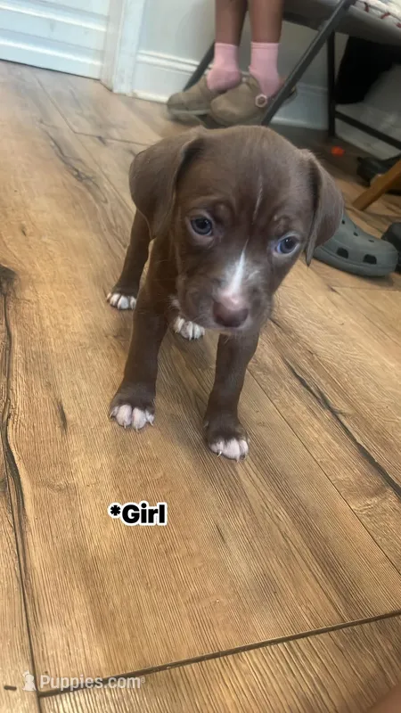 Pretty eyes  – American Pit Bull Terrier puppy for sale in Baltimore, MD