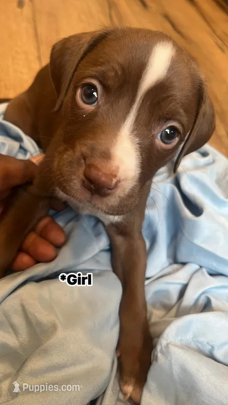 Journey  – American Pit Bull Terrier puppy for sale in Baltimore, MD