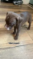 Minnie, a female American Pit Bull Terrier for sale in Baltimore, MD – 1 of 1