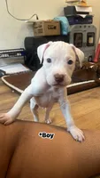 Casper, a male American Pit Bull Terrier for sale in Baltimore, MD – 1 of 1