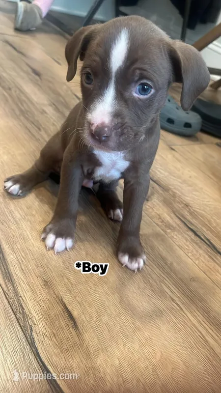 Dopey  – American Pit Bull Terrier puppy for sale in Baltimore, MD